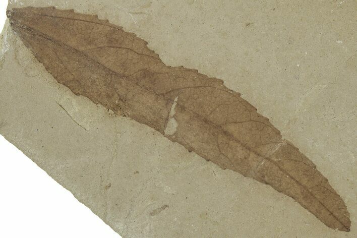Detailed Fossil Leaf (Populus) - Green River Formation, Utah #325584